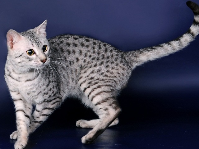 Породы кошек в Южноуральске | ЗооТом портал о животных