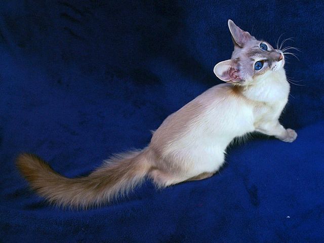 Выведенные породы кошек в Южноуральске | ЗооТом портал о животных