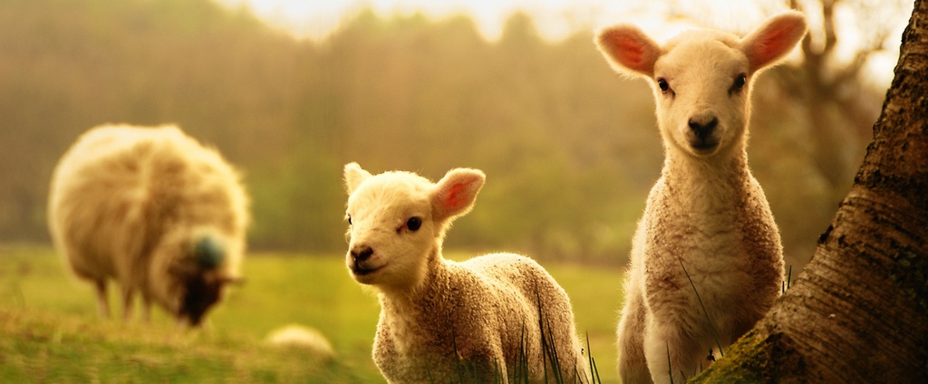 Объявления о сельскохозяйственных животных | ЗооТом - продажа, вязка и услуги для животных в Южноуральске