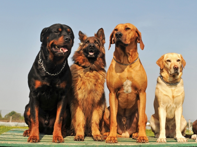 Крупные породы собак в Южноуральске | ЗооТом портал о животных
